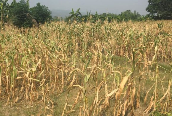 खडेरीले खेतमै सुके मकै, बोट काटेर गाईलाई घाँस