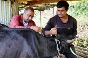 लम्पी स्किनविरुद्ध पशुमा खोप लगाइँदै