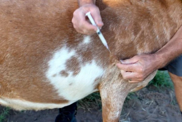 लम्पी स्किनको औषधि र खोप वडा वडामा