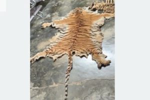 पाटेबाघको छाला र हड्डीसहित चारजना पक्राउ