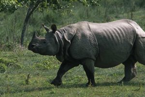 गैँडाको आक्रमणबाट वृद्धको मृत्यु