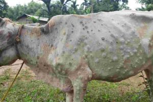 ‘लम्पी स्किन’ रोगलाई महामारी घोषणा गर्न माग