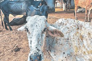 लम्पी स्किनबाट एक सय ५९ पशु मरे