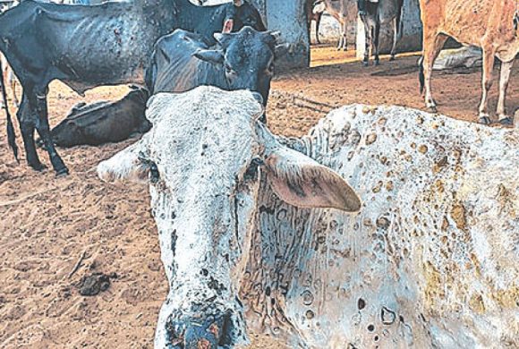 मनाङकाे पशुमा देखियो लम्पी स्किनको सङ्क्रमण