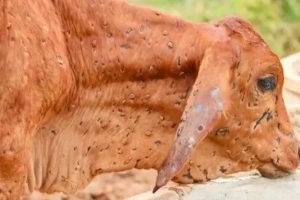 जुम्लामा पनि देखियो लम्पीस्किन रोग, नियन्त्रणमा स्थानीय तहको वेवास्ता