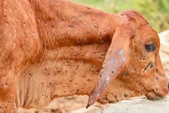 जुम्लामा पनि देखियो लम्पीस्किन रोग, नियन्त्रणमा स्थानीय तहको वेवास्ता