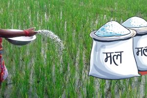 पोखरामा दुई हजार एक सय ५० मेट्रिक टन कृषि मल वितरणको लक्ष्य