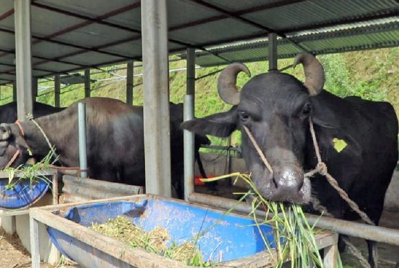 भारतबाट मुर्रा भैँसी, अमेरिका र अष्ट्रेलियाबाट घाँस