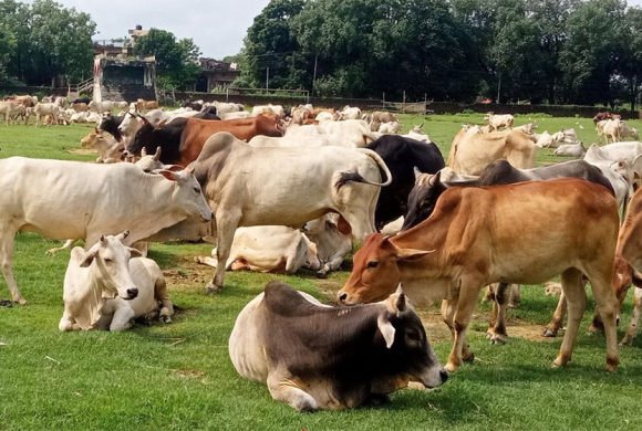 रंगशाला बन्यो गौशाला