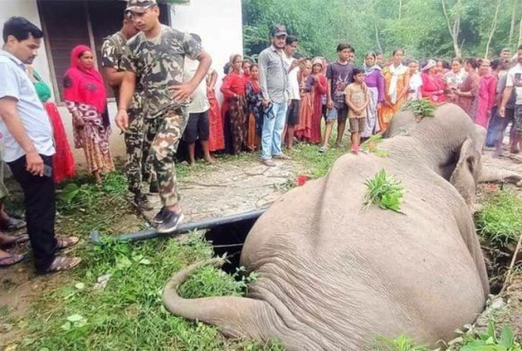 सेफ्टी ट्याङ्कीमा परेर जङ्गली हात्तीको मृत्यु