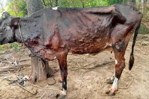 कास्कीमा १८ हजार २४ पशुुलाई लम्पी स्किन सङक्रमण