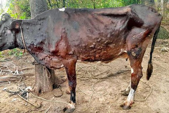 कास्कीमा १८ हजार २४ पशुुलाई लम्पी स्किन सङक्रमण
