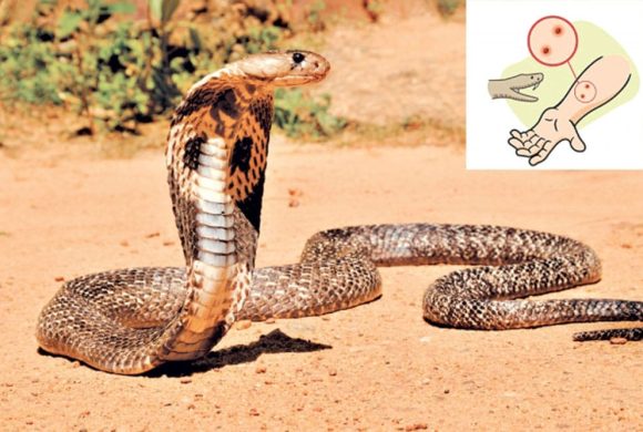 मुगुमा छैन सर्पदंश उपचारको व्यवस्था