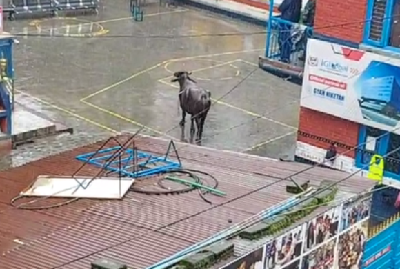 बुद्धनगर क्षेत्रमा भैँसीको आतङ्क