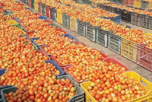 गोलभेँडाको निर्यात बढेसँगै नेपाली बजारमा यसको मूल्य आकासियो