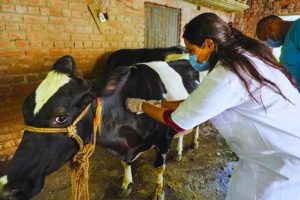 लम्पी स्किनविरुद्ध काभ्रेमा खोप अभियान