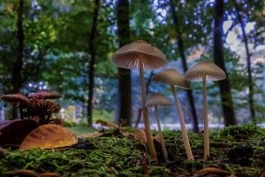 जङ्गली च्याउ खाँदा एकको मृत्यु
