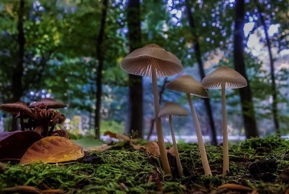 जङ्गली च्याउ खाँदा एकको मृत्यु