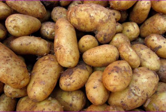 बागलुङमा ६० हजार मेट्रिकटन आलु उत्पादन