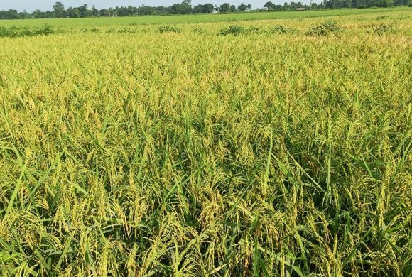 अर्जुनधाराको धानबालीमा गबारो र फौजी कीराको समस्या