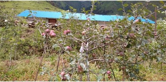 ढोरपाटन क्षेत्रमा स्याउ उत्पादनमा  कमी