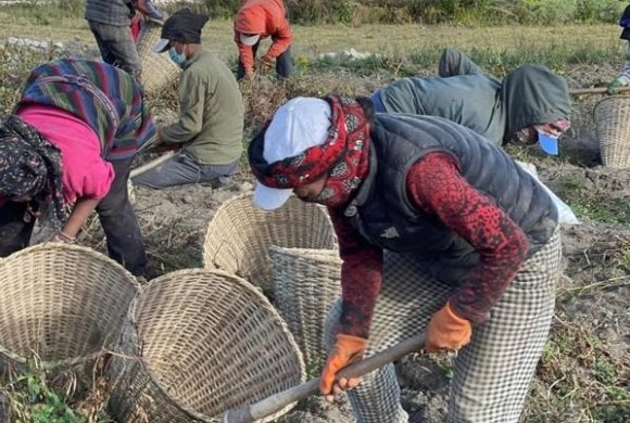 बाँझो जमिनमा सामूहिक आलुखेती