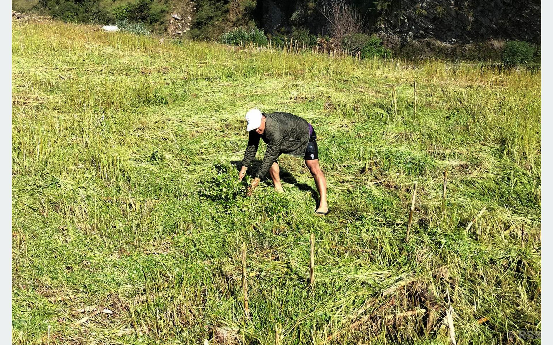 बेमौसमी वर्षाले फापरखेती नष्ट