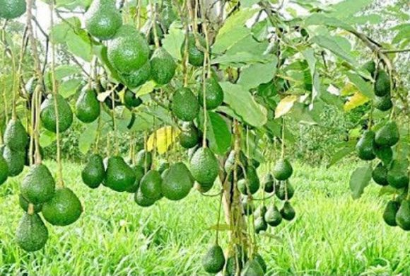 एक वडा, एक उत्पादनअन्तर्गत ‘एभोकाडो खेती’
