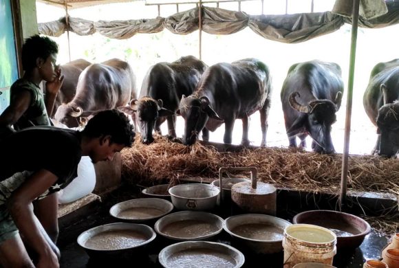 वैदेशिक रोजगारीपछि पशुपालन, मासिक रु दुई लाख आम्दानी गर्दै नोमबहादुर