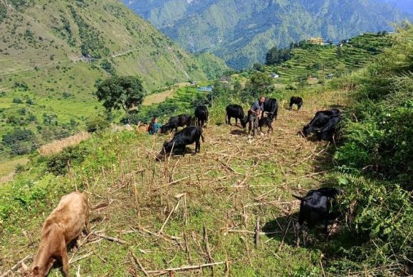 ‘बुकी’बाट बेँसी झर्न थाले गोठाला