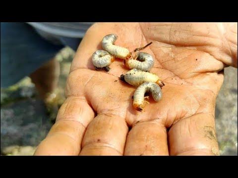आठ वर्षदेखि खुम्रे किराको समस्याले हैरान छन् पुराकसिङका किसान