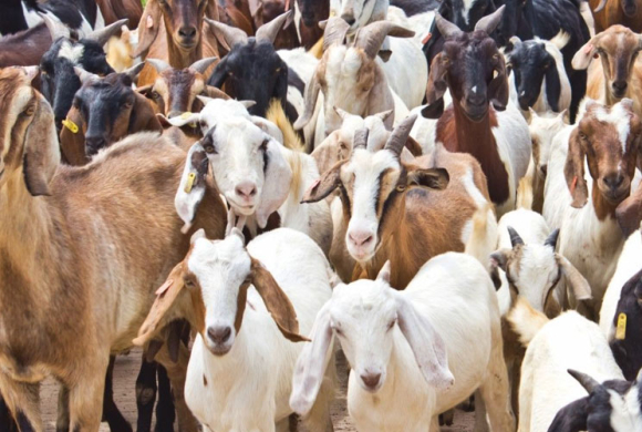 च्याङ्ग्राको मूल्य महँगो, स्थानीय खसीबोकाको मूल्य उस्तै