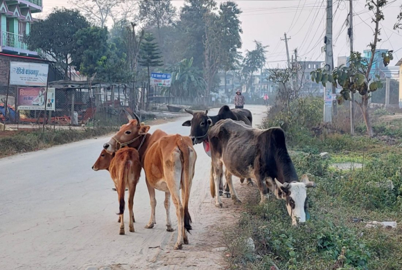 आज विश्व पशु दिवस मनाइँदै