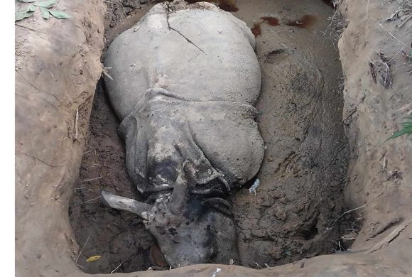 चितवन राष्ट्रिय निकुञ्जको भित्री भागमा गैँडाको खागसहित २ जना तस्कर पक्राउ