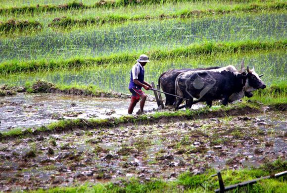 बागमतीमै ५६ प्रतिशत किसानलाई पुग्दैन कृषिबाट खान