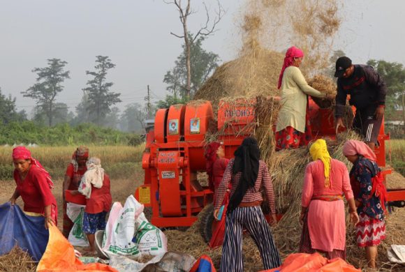 किसानलाई धान काट्न भ्याइनभ्याइ, उत्पादन बढने अनुमान