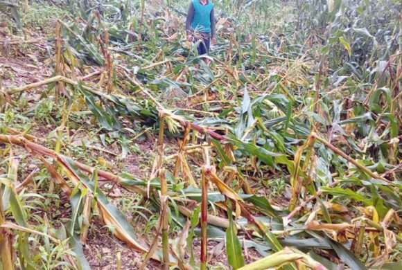 जङ्गली जनावरले बाली नष्ट पार्न थालेपछि किसानहरू चिन्तितमा