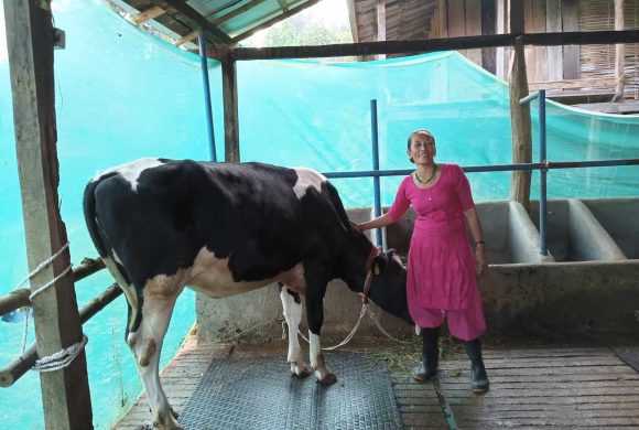 पाँच सय परिवारलाई कोरली गाई वितरण गर्ने लक्ष्य