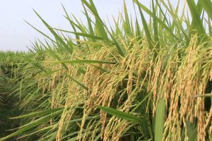 बारामा दुई लाख ७१ हजार मेट्रिक टन धान उत्पादन