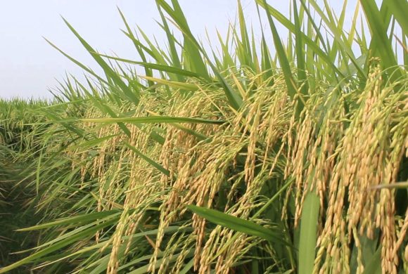 छरुवा धानखेतीको परीक्षण सफल