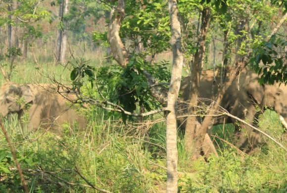हात्तीले कुल्चेर वनका चौकीदारको मृत्यु