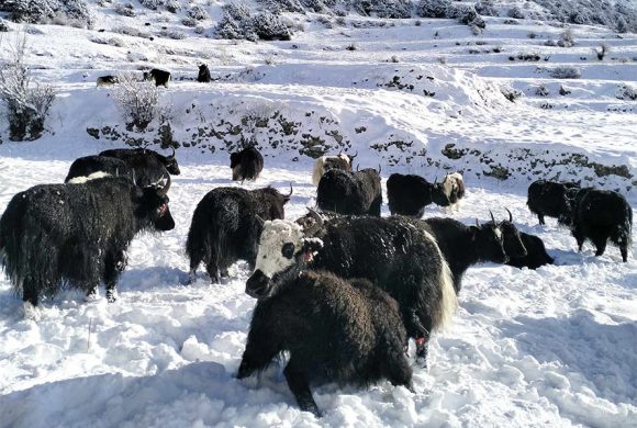 मनाङको तापक्रम माइनस १६, स्थानीय बेँसी झर्न थाले