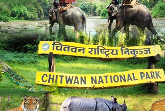 क्यामेरा ट्यापिङ्बाट बाघको अवस्था बुझ्दै निकुञ्ज