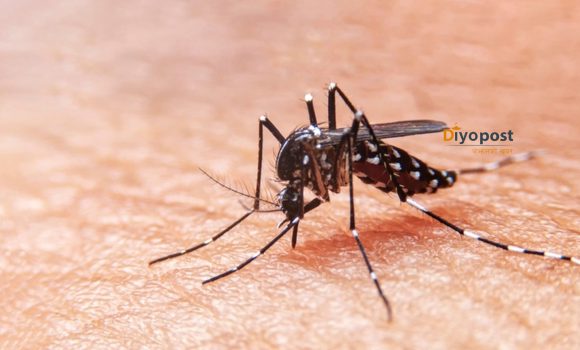सन् २०२३ मा डेङ्गी सङ्क्रमितको सङ्ख्या ५० लाखभन्दा धेरै