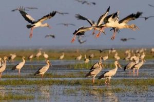 पोखरा उपत्यकामा पुस २५ र २६ गते जलपन्छी गणना