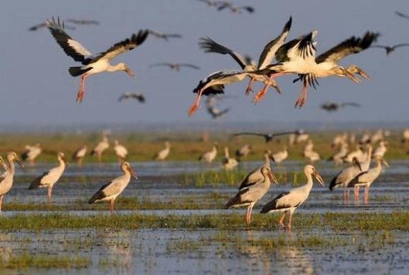 पोखरा उपत्यकामा पुस २५ र २६ गते जलपन्छी गणना