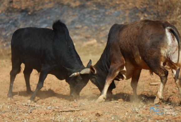 तारूकामा जुधाइयो १७ हल गोरू (फोटो फिचर)