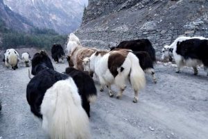 मुस्ताङका किसानलाई याक वितरण