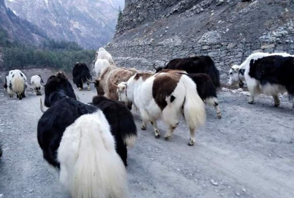 मुस्ताङका किसानलाई याक वितरण