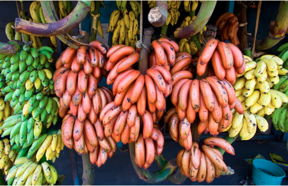 केराका १ हजार बढी प्रकारमध्ये हामीले ‘जहाजी केरा’ मात्र किन खान्छौ ?